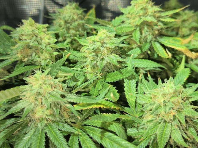 Amsterdam Amnesia Fem. Week 16
