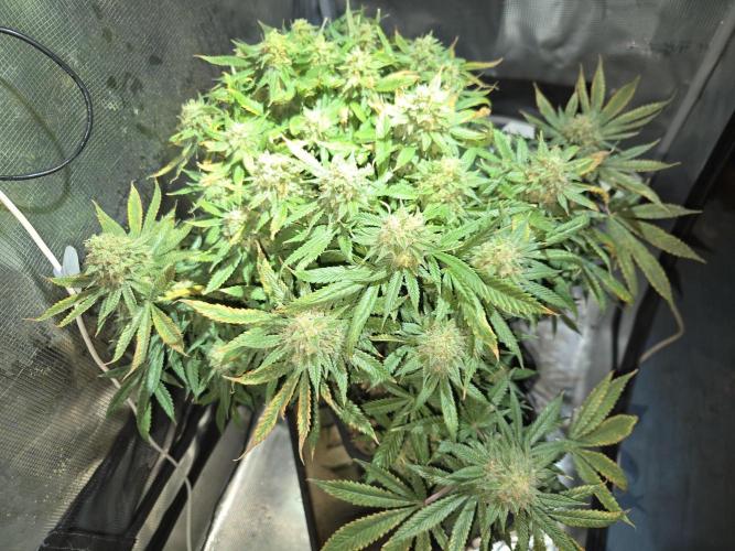 Amsterdam Amnesia Fem. Week 16