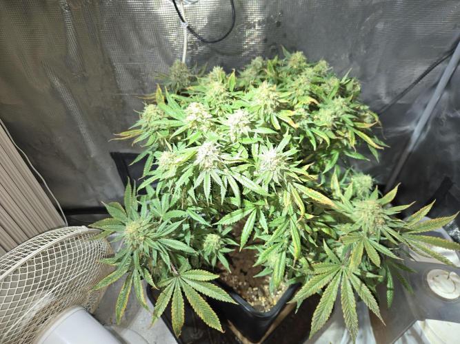 Amsterdam Amnesia Fem. Week 16