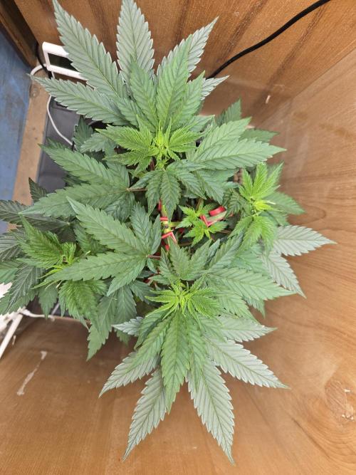 Amsterdam Amnesia FEM #2. Week 4