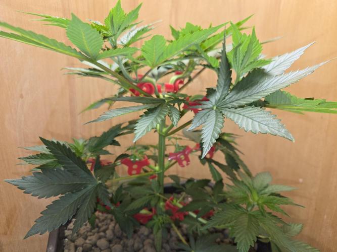 Amsterdam Amnesia FEM #2. Week 4