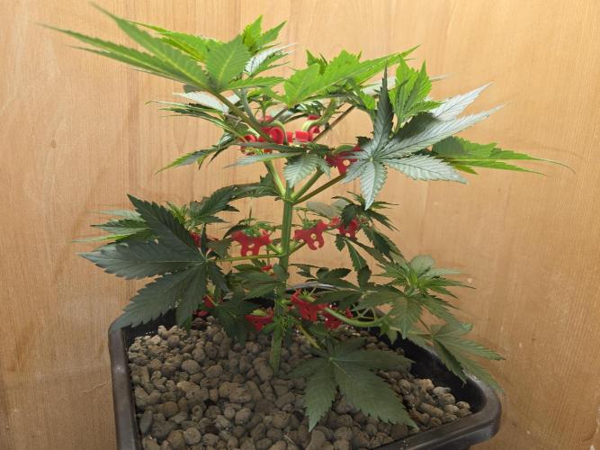 Amsterdam Amnesia FEM #2. Week 4