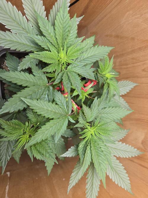 Amsterdam Amnesia FEM #2. Week 4