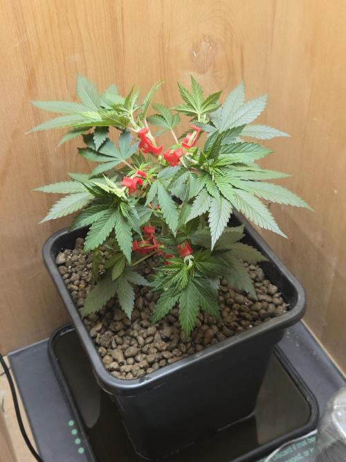 Amsterdam Amnesia FEM #2. Week 4