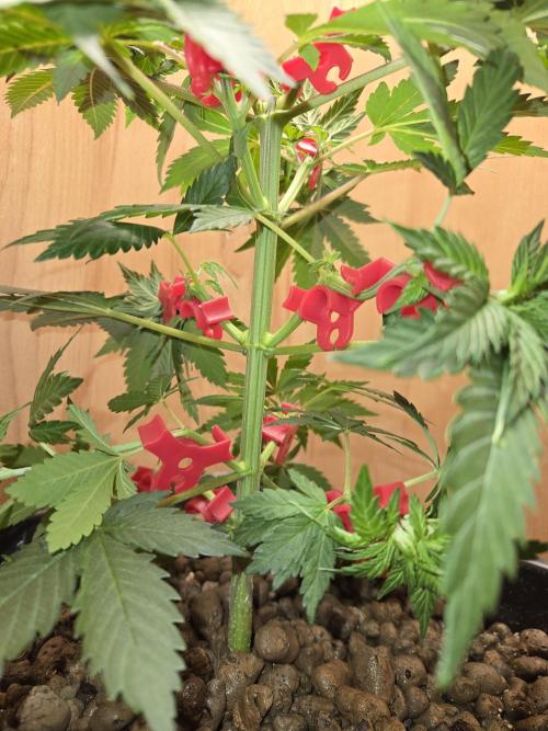 Amsterdam Amnesia FEM #2. Week 4
