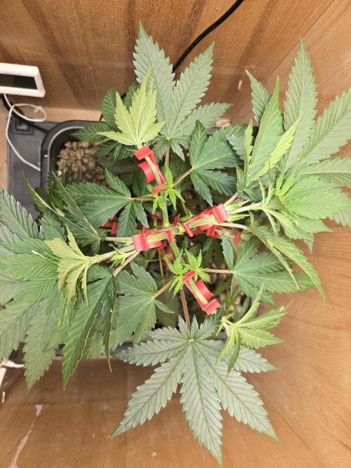 Amsterdam Amnesia FEM #2. Week 4