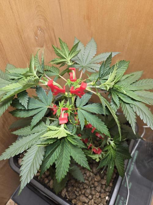 Amsterdam Amnesia FEM #2. Week 4