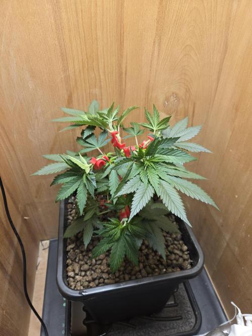 Amsterdam Amnesia FEM #2. Week 4