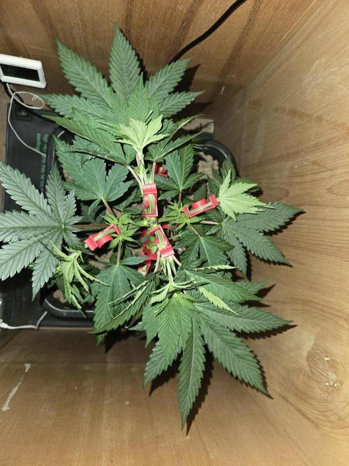 Amsterdam Amnesia FEM #2. Week 4