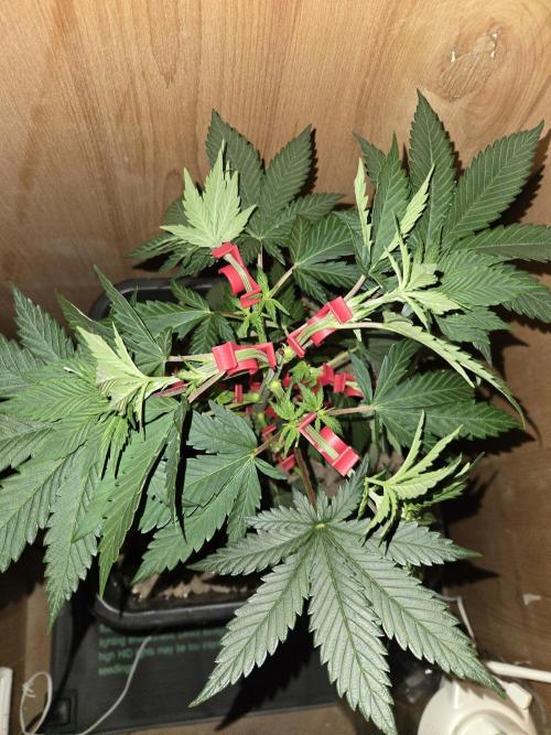 Amsterdam Amnesia FEM #2. Week 4
