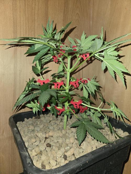 Amsterdam Amnesia FEM #2. Week 4