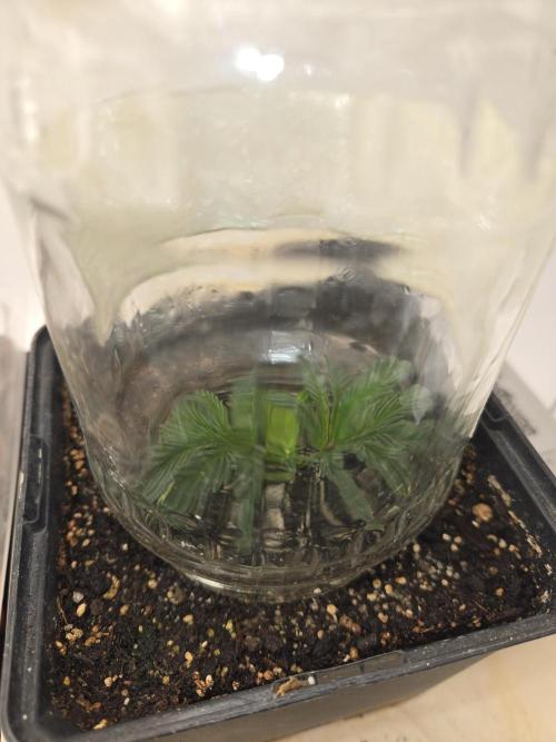 Amsterdam Amnesia FEM #2. Week 4