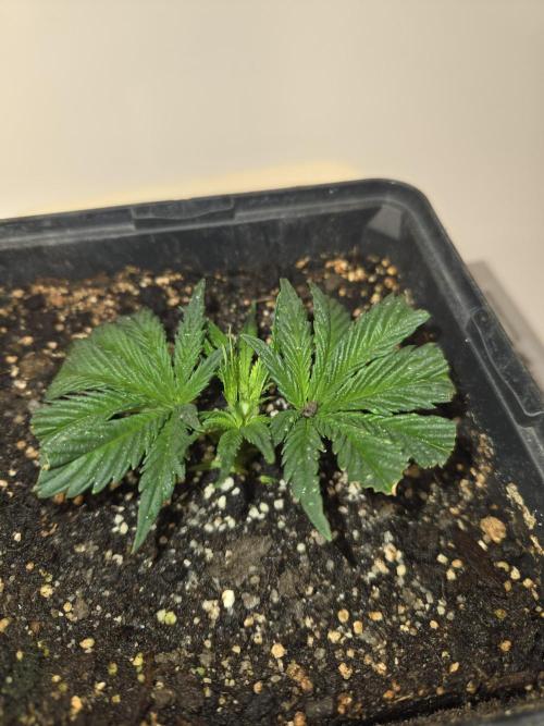 Amsterdam Amnesia FEM #2. Week 4