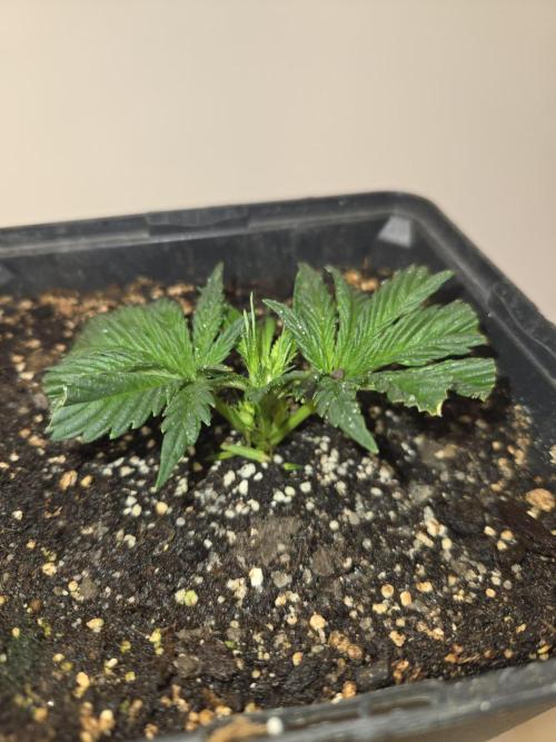 Amsterdam Amnesia FEM #2. Week 4