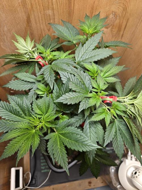 Amsterdam Amnesia FEM #2. Week 5
