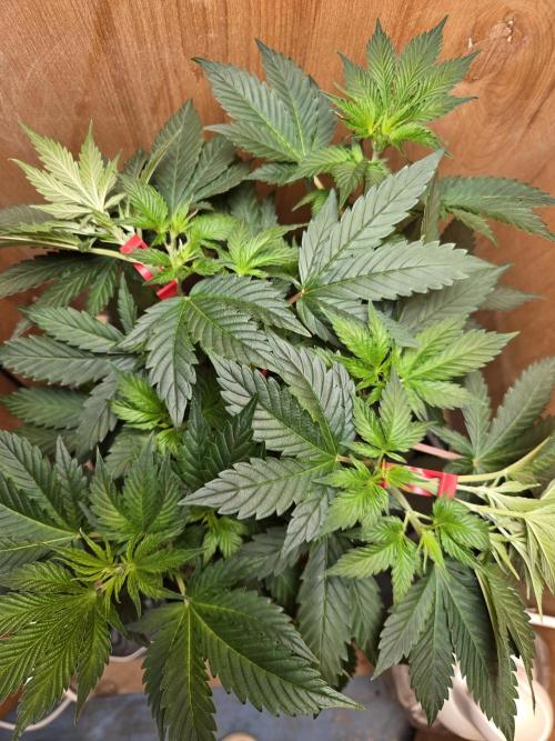 Amsterdam Amnesia FEM #2. Week 5