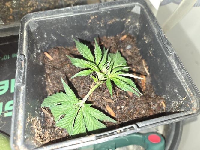 Amsterdam Amnesia FEM #2. Week 5