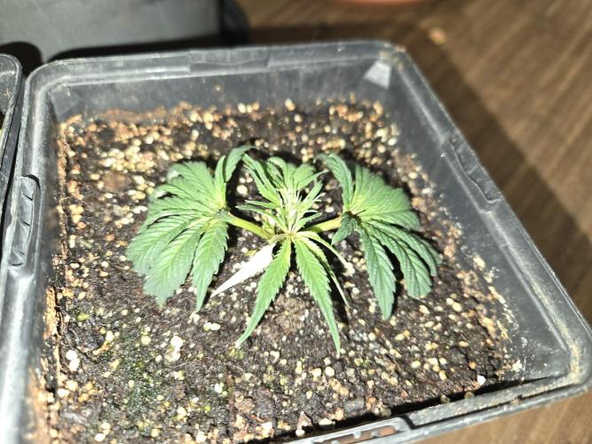Grow Tent 4’x2’x5′ (120cm x 60cm x 150cm). Week 5