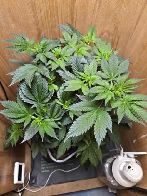 Grow Tent 4’x2’x5′ (120cm x 60cm x 150cm). Week 5