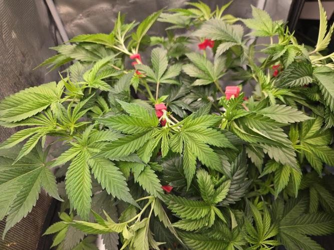Amsterdam Amnesia FEM #2. Week 6
