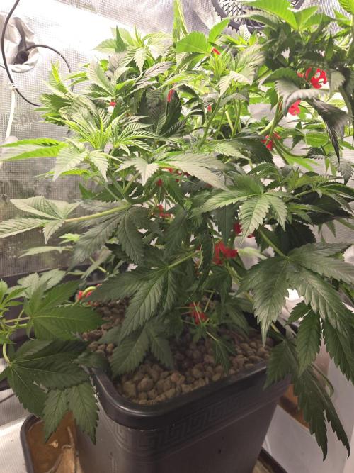 Amsterdam Amnesia FEM #2. Week 6