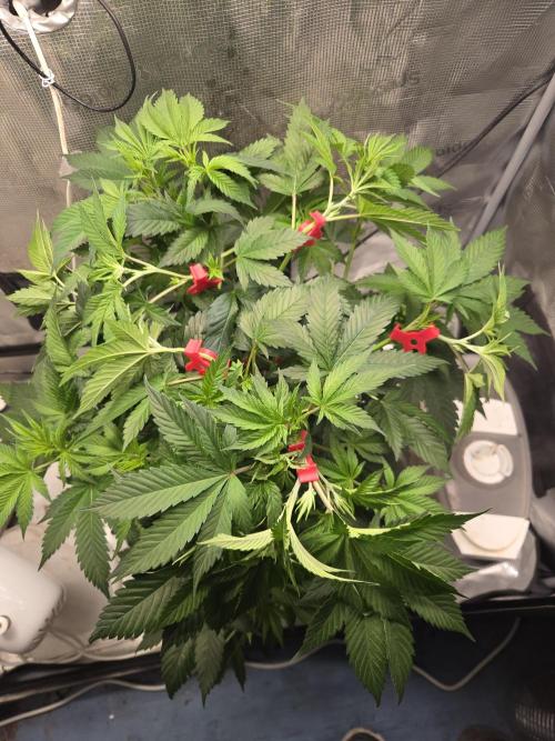 Amsterdam Amnesia FEM #2. Week 6