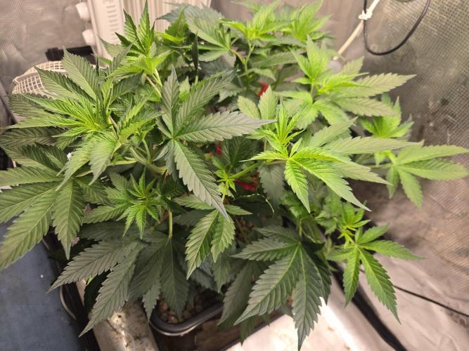 Amsterdam Amnesia FEM #2. Week 6