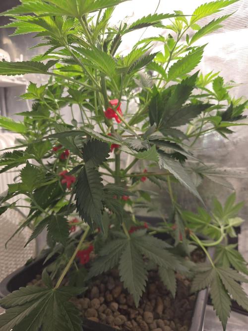 Amsterdam Amnesia FEM #2. Week 6