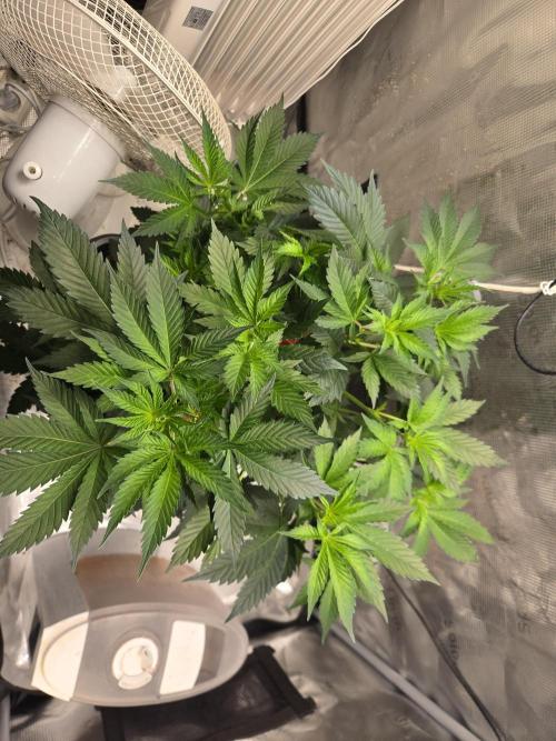 Amsterdam Amnesia FEM #2. Week 6