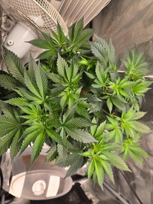 Amsterdam Amnesia FEM #2. Week 6