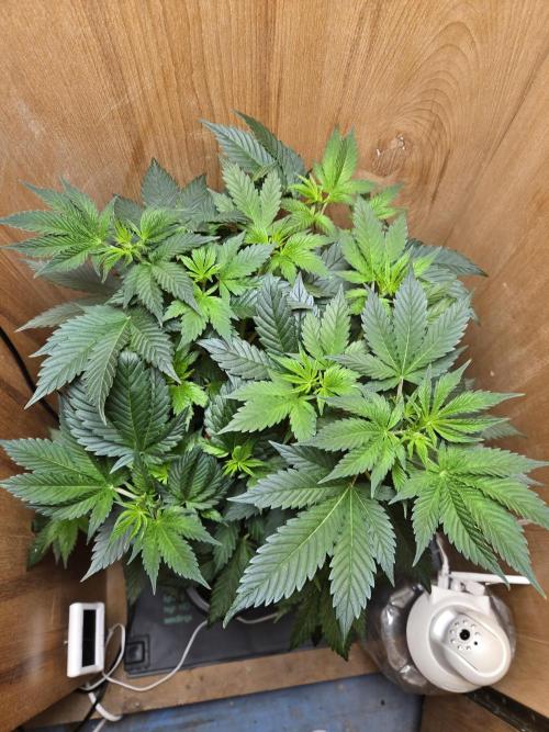 Amsterdam Amnesia FEM #2. Week 6