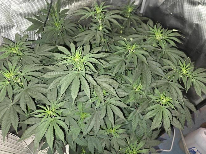 Amsterdam Amnesia FEM #2. Week 8