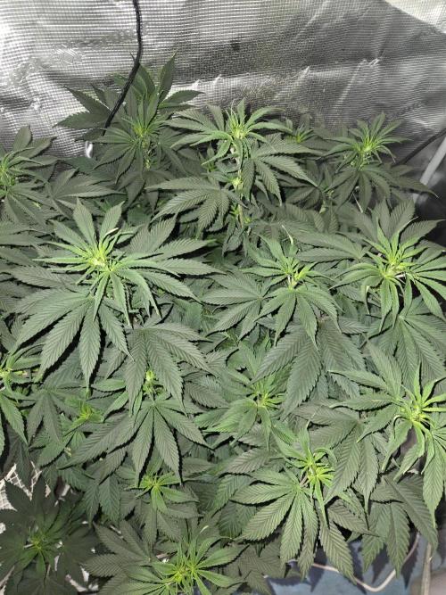 Amsterdam Amnesia FEM #2. Week 8