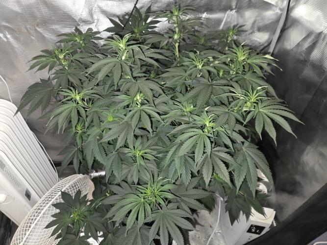 Amsterdam Amnesia FEM #2. Week 8