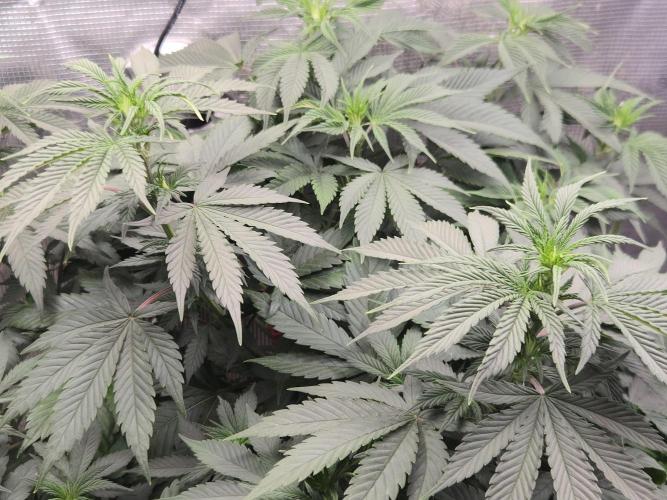 Amsterdam Amnesia FEM #2. Week 8