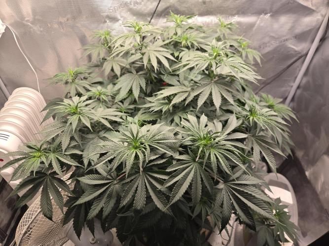 Amsterdam Amnesia FEM #2. Week 8