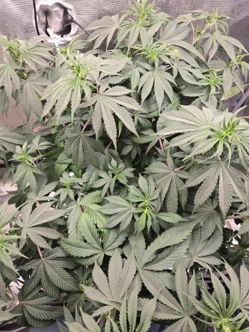 Amsterdam Amnesia FEM #2. Week 8
