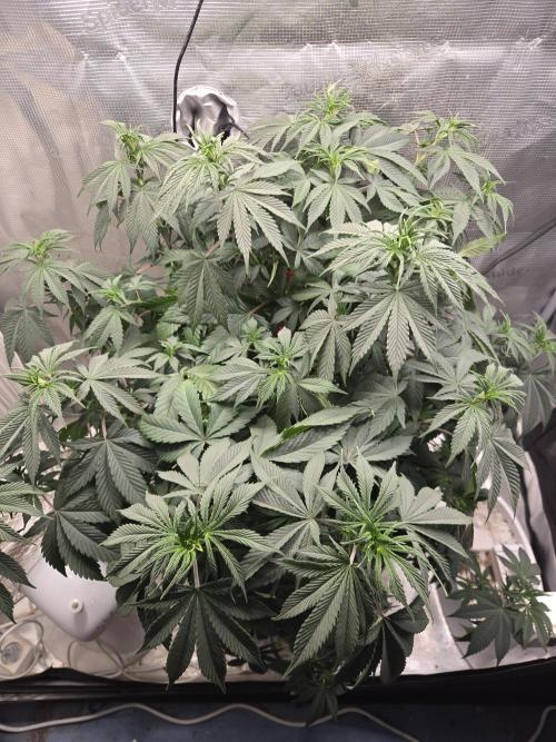 Amsterdam Amnesia FEM #2. Week 8