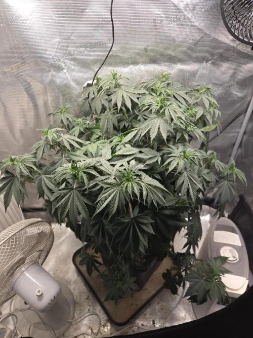 Amsterdam Amnesia FEM #2. Week 8