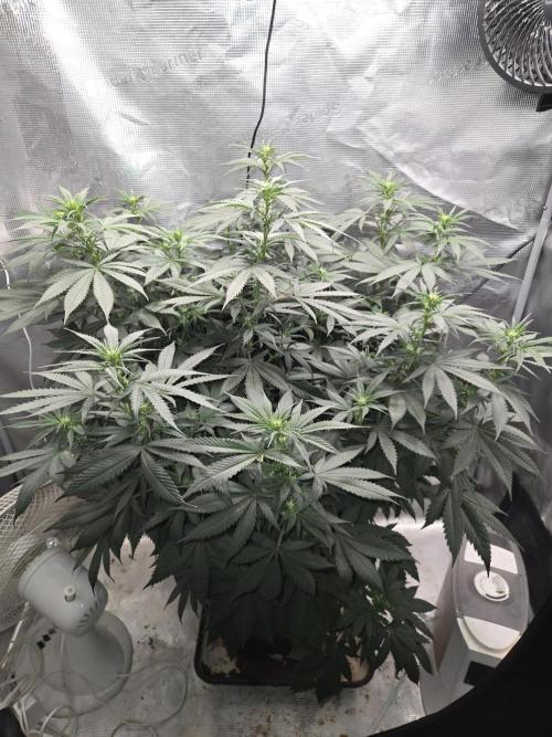 Amsterdam Amnesia FEM #2. Week 9