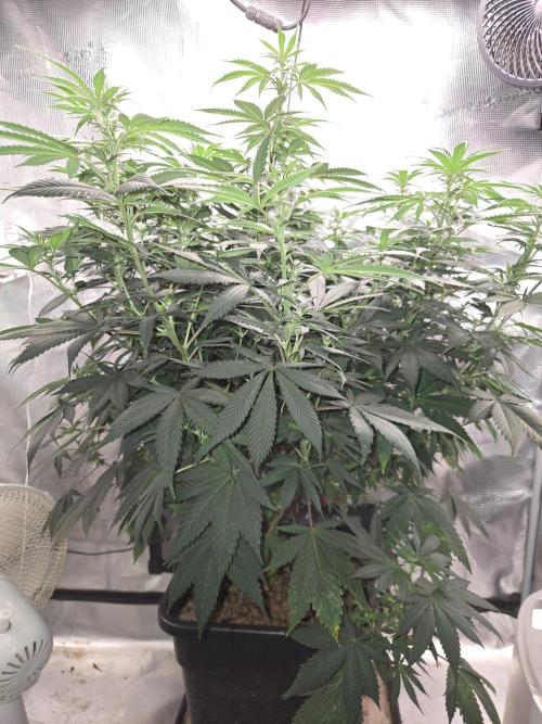 Amsterdam Amnesia FEM #2. Week 9