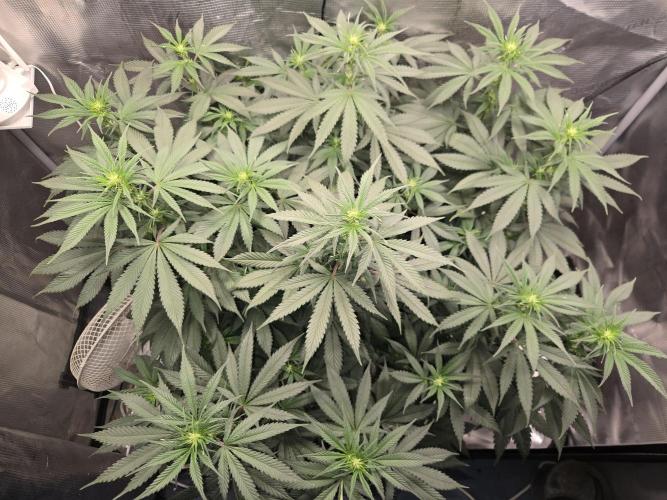 Amsterdam Amnesia FEM #2. Week 9