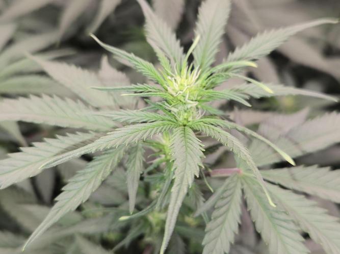 Amsterdam Amnesia FEM #2. Week 9