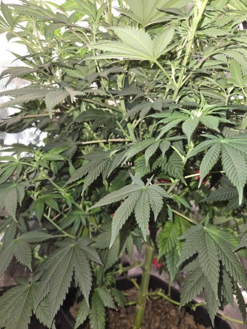 Amsterdam Amnesia FEM #2. Week 9