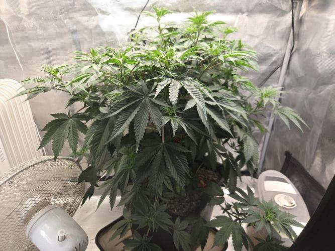 Amsterdam Amnesia FEM #2. Week 7