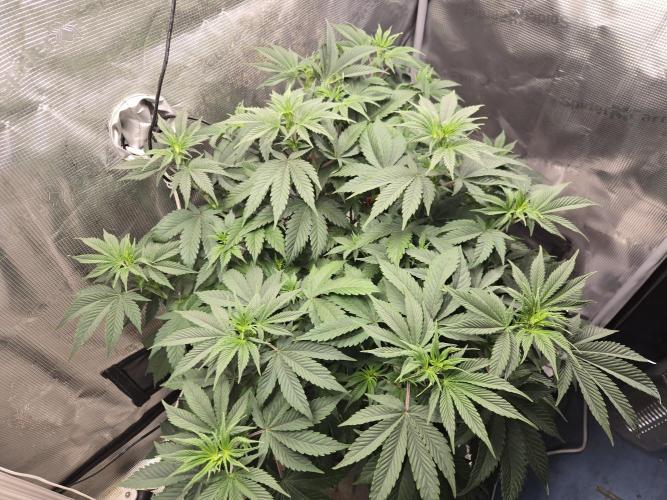 Amsterdam Amnesia FEM #2. Week 7