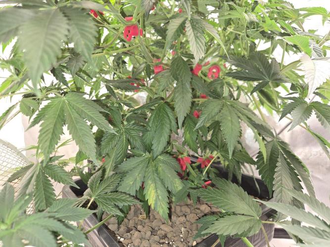Amsterdam Amnesia FEM #2. Week 7