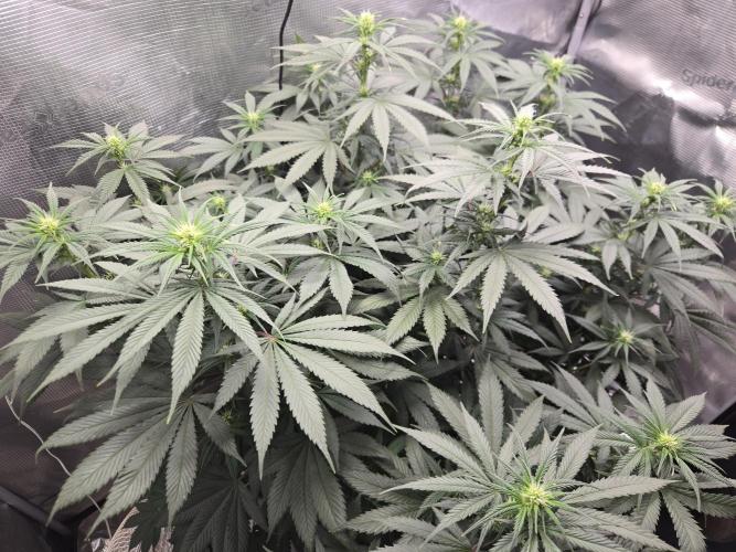 Amsterdam Amnesia FEM #2. Week 10