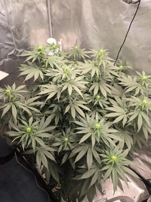 Amsterdam Amnesia FEM #2. Week 10