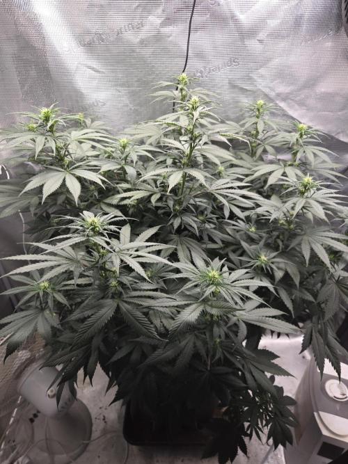 Amsterdam Amnesia FEM #2. Week 10
